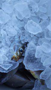 伊豆下田フィッシング 釣果