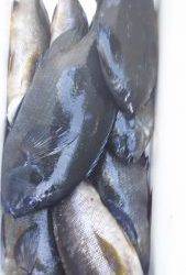 伊豆下田フィッシング 釣果