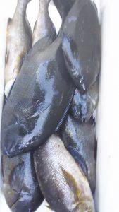 伊豆下田フィッシング 釣果