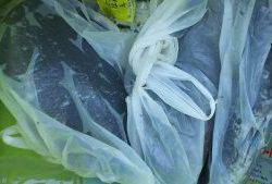 伊豆下田フィッシング 釣果