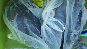 伊豆下田フィッシング 釣果