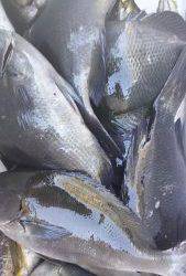 伊豆下田フィッシング 釣果