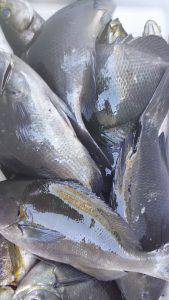 伊豆下田フィッシング 釣果