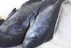 伊豆下田フィッシング 釣果