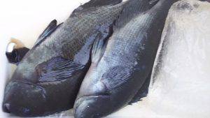 伊豆下田フィッシング 釣果