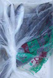 伊豆下田フィッシング 釣果