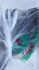 伊豆下田フィッシング 釣果