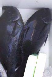 伊豆下田フィッシング 釣果