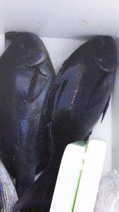 伊豆下田フィッシング 釣果