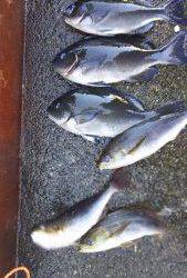 伊豆下田フィッシング 釣果