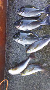 伊豆下田フィッシング 釣果