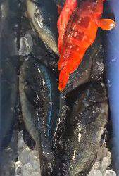 伊豆下田フィッシング 釣果