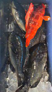 伊豆下田フィッシング 釣果