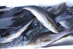 伊豆下田フィッシング 釣果