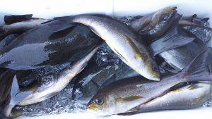 伊豆下田フィッシング 釣果