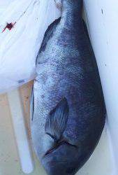 伊豆下田フィッシング 釣果