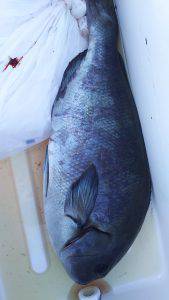 伊豆下田フィッシング 釣果