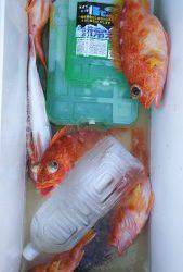 伊豆下田フィッシング 釣果