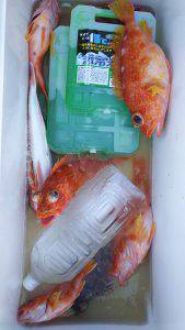 伊豆下田フィッシング 釣果