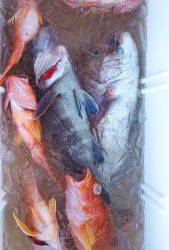 伊豆下田フィッシング 釣果