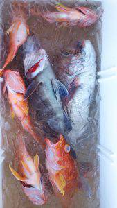 伊豆下田フィッシング 釣果