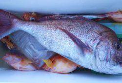 伊豆下田フィッシング 釣果