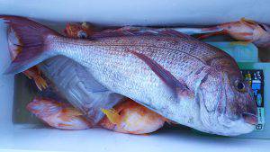 伊豆下田フィッシング 釣果