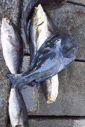 伊豆下田フィッシング 釣果