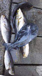 伊豆下田フィッシング 釣果