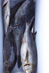 伊豆下田フィッシング 釣果