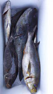 伊豆下田フィッシング 釣果