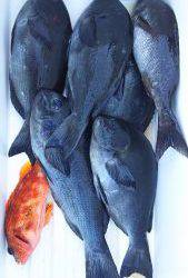 伊豆下田フィッシング 釣果