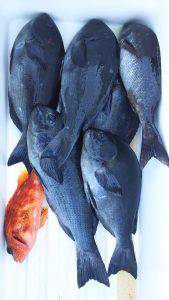 伊豆下田フィッシング 釣果