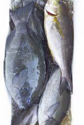 伊豆下田フィッシング 釣果