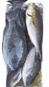 伊豆下田フィッシング 釣果