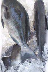 伊豆下田フィッシング 釣果