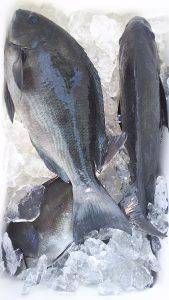 伊豆下田フィッシング 釣果