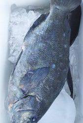 伊豆下田フィッシング 釣果