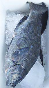 伊豆下田フィッシング 釣果