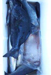 伊豆下田フィッシング 釣果