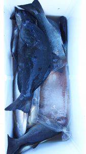 伊豆下田フィッシング 釣果