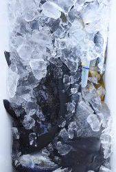 伊豆下田フィッシング 釣果