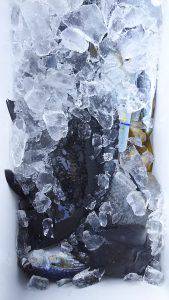 伊豆下田フィッシング 釣果