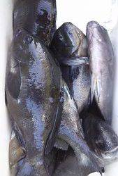 伊豆下田フィッシング 釣果