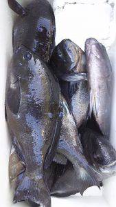 伊豆下田フィッシング 釣果