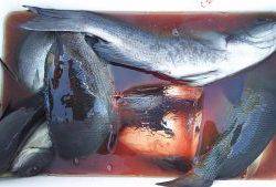 伊豆下田フィッシング 釣果