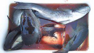 伊豆下田フィッシング 釣果