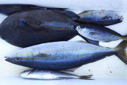 伊豆下田フィッシング 釣果