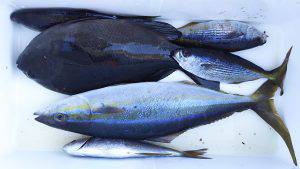 伊豆下田フィッシング 釣果