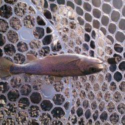 フィッシングエリア帝釈 釣果